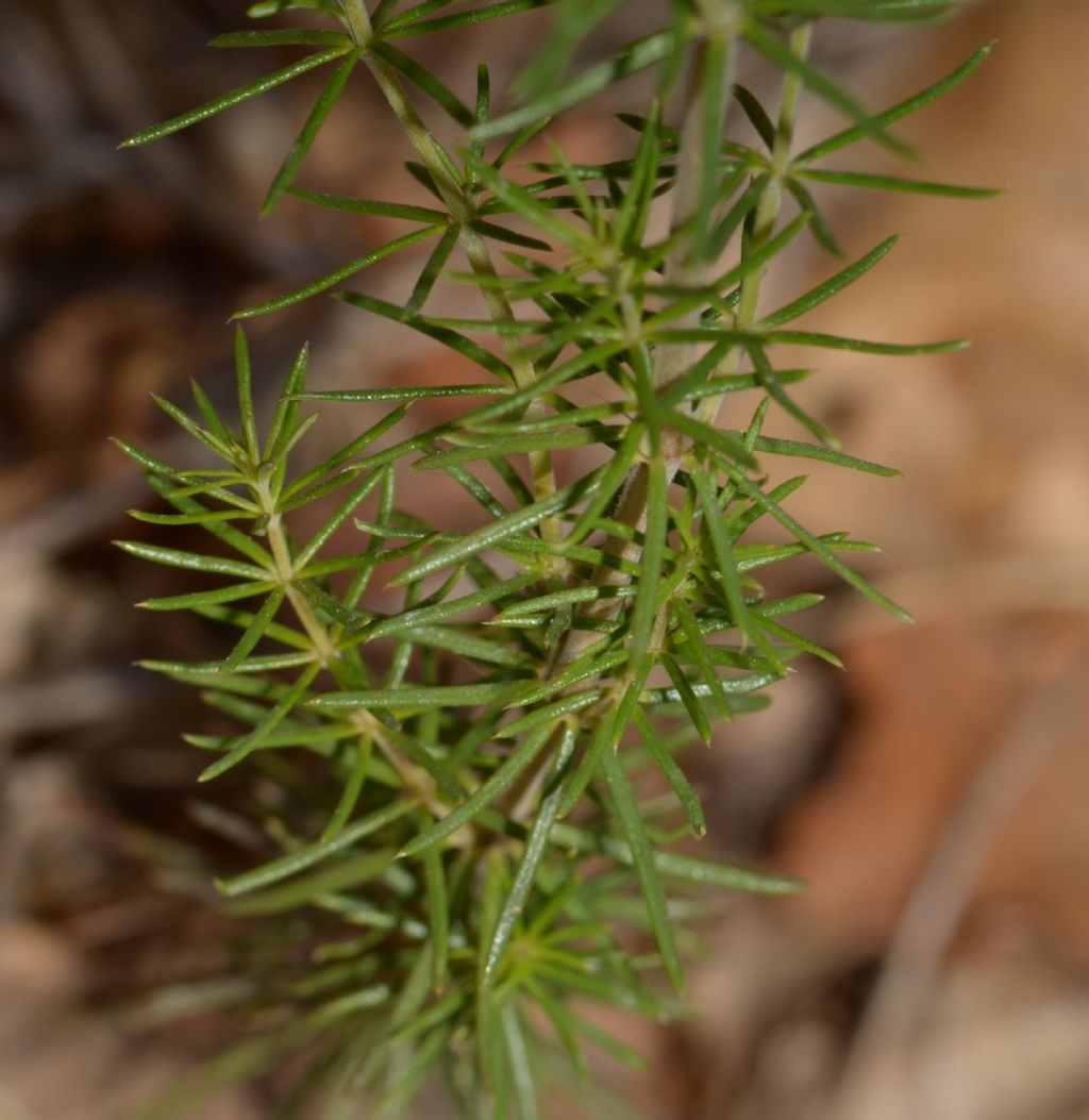 Galium verum